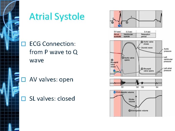 Atrial Systole � ECG Connection: from P wave to Q wave � AV valves: