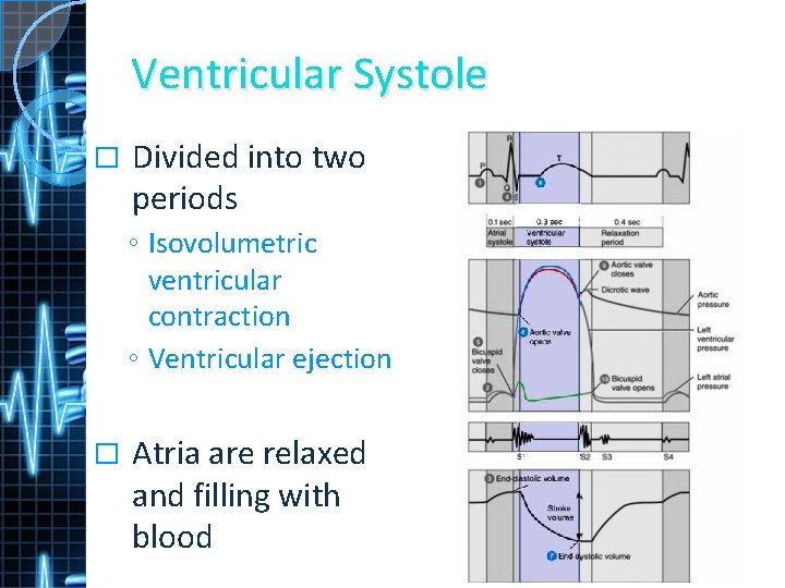 Ventricular Systole � Divided into two periods ◦ Isovolumetric ventricular contraction ◦ Ventricular ejection