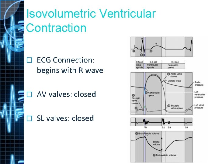 Isovolumetric Ventricular Contraction � ECG Connection: begins with R wave � AV valves: closed