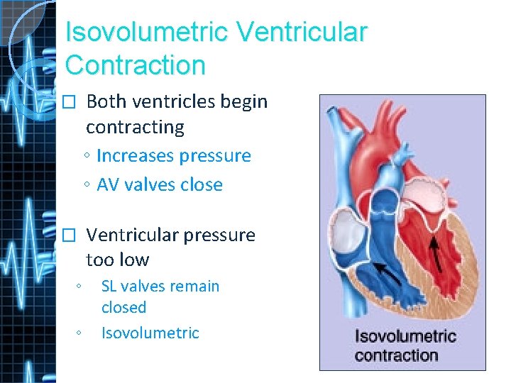 Isovolumetric Ventricular Contraction � Both ventricles begin contracting ◦ Increases pressure ◦ AV valves