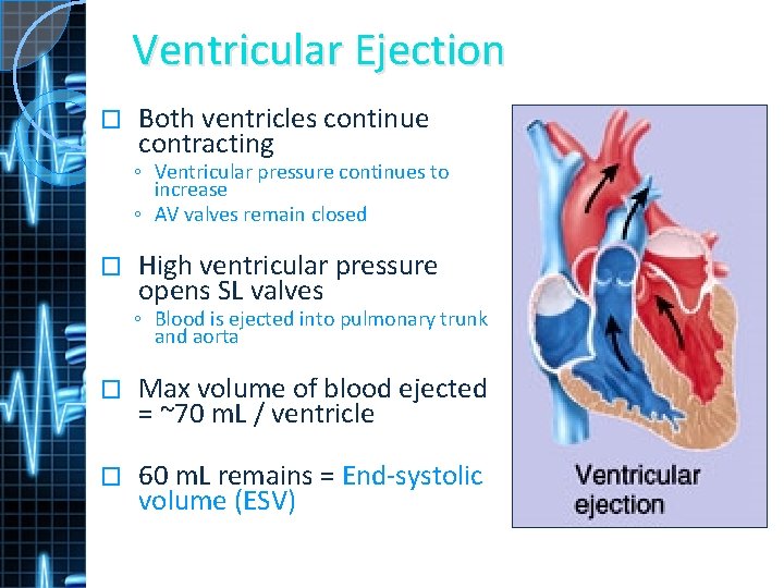 Ventricular Ejection � Both ventricles continue contracting ◦ Ventricular pressure continues to increase ◦