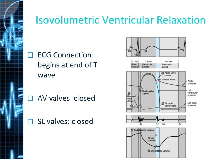 Isovolumetric Ventricular Relaxation � ECG Connection: begins at end of T wave � AV