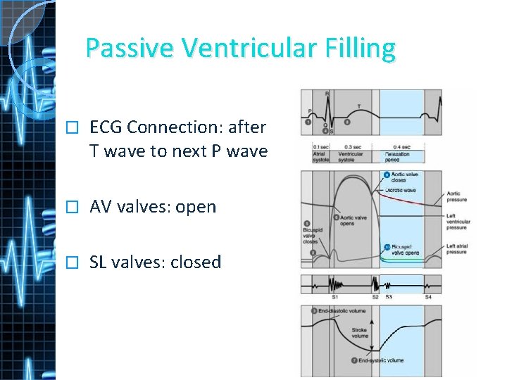 Passive Ventricular Filling � ECG Connection: after T wave to next P wave �