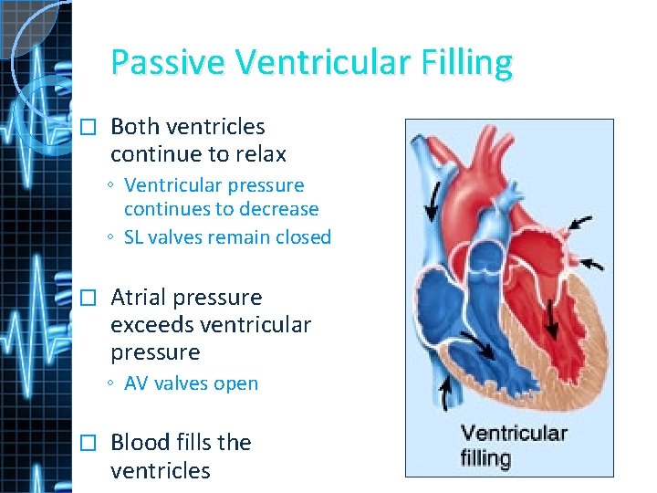 Passive Ventricular Filling � Both ventricles continue to relax ◦ Ventricular pressure continues to