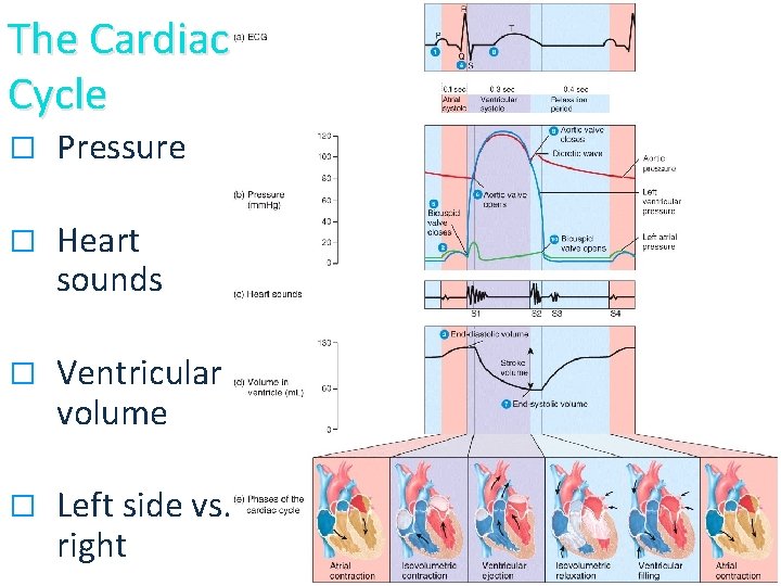 The Cardiac Cycle � Pressure � Heart sounds � Ventricular volume � Left side