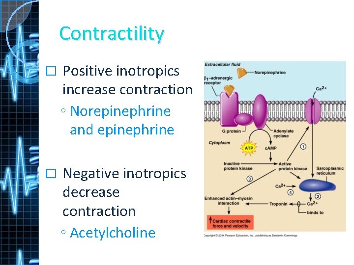 Contractility � Positive inotropics increase contraction ◦ Norepinephrine and epinephrine � Negative inotropics decrease