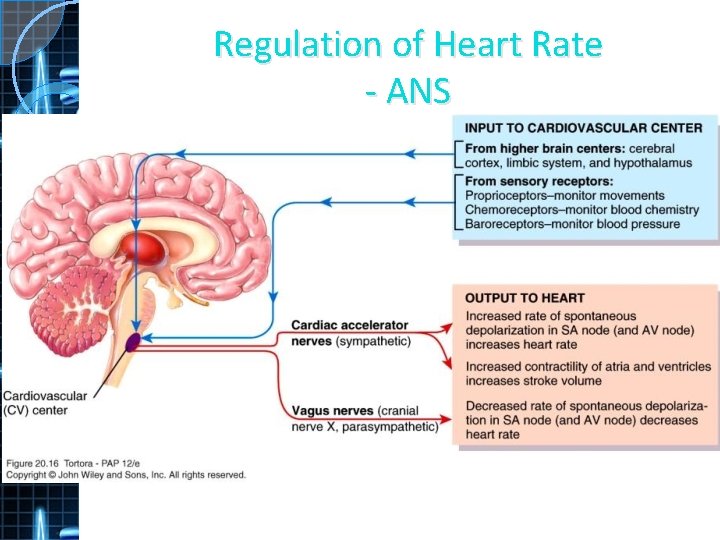 Regulation of Heart Rate - ANS 
