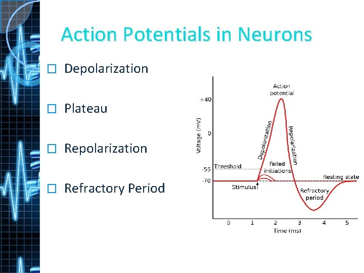 Action Potentials in Neurons � Depolarization � Plateau � Repolarization � Refractory Period 