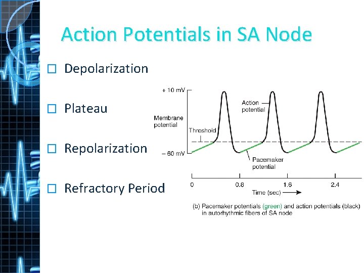 Action Potentials in SA Node � Depolarization � Plateau � Repolarization � Refractory Period