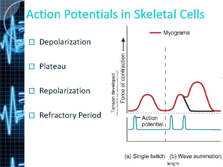 Action Potentials in Skeletal Cells � Depolarization � Plateau � Repolarization � Refractory Period
