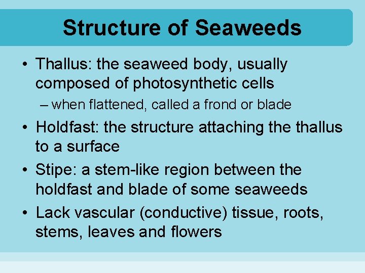 Structure of Seaweeds • Thallus: the seaweed body, usually composed of photosynthetic cells –