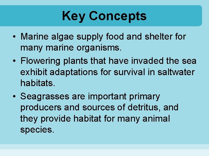 Key Concepts • Marine algae supply food and shelter for many marine organisms. •