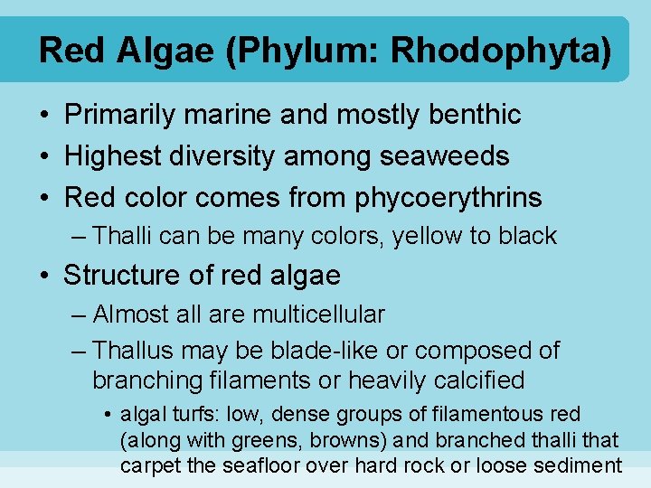 Red Algae (Phylum: Rhodophyta) • Primarily marine and mostly benthic • Highest diversity among