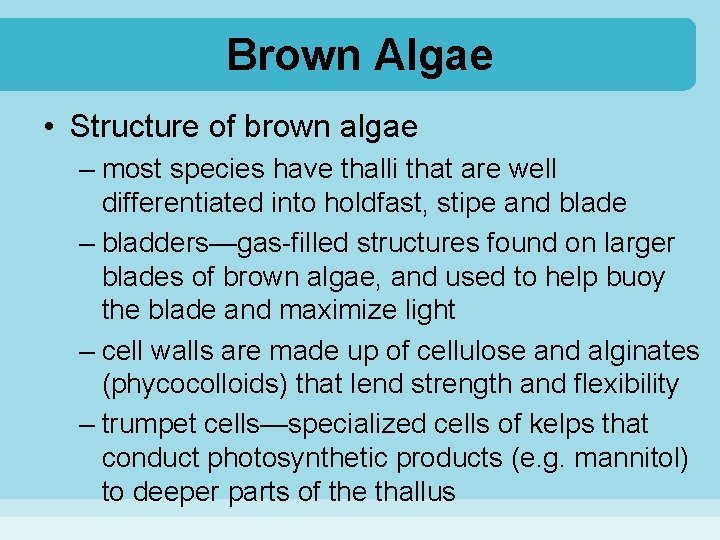 Brown Algae • Structure of brown algae – most species have thalli that are