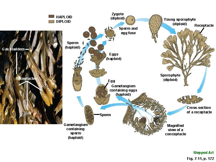 HAPLOID DIPLOID Zygote (diploid) Sperm and egg fuse Gas bladders Young sporophyte (diploid) Receptacle