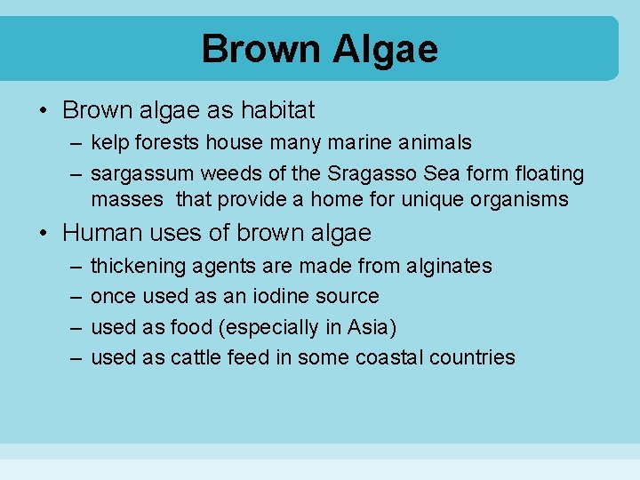 Brown Algae • Brown algae as habitat – kelp forests house many marine animals