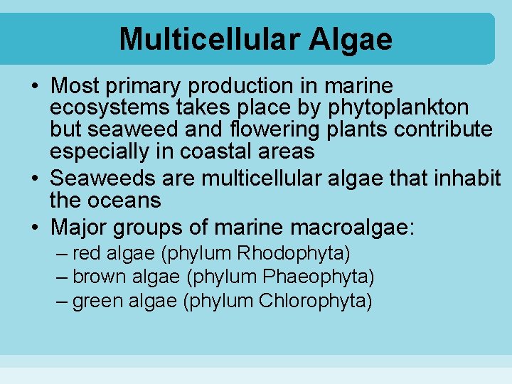 Multicellular Algae • Most primary production in marine ecosystems takes place by phytoplankton but