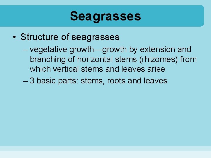 Seagrasses • Structure of seagrasses – vegetative growth—growth by extension and branching of horizontal