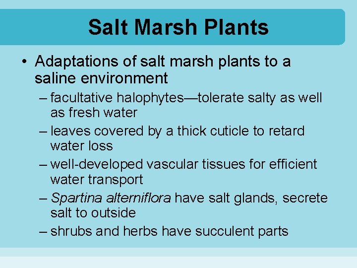 Salt Marsh Plants • Adaptations of salt marsh plants to a saline environment –