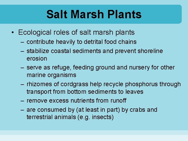 Salt Marsh Plants • Ecological roles of salt marsh plants – contribute heavily to
