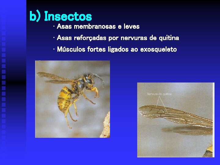 b) Insectos • Asas membranosas e leves • Asas reforçadas por nervuras de quitina