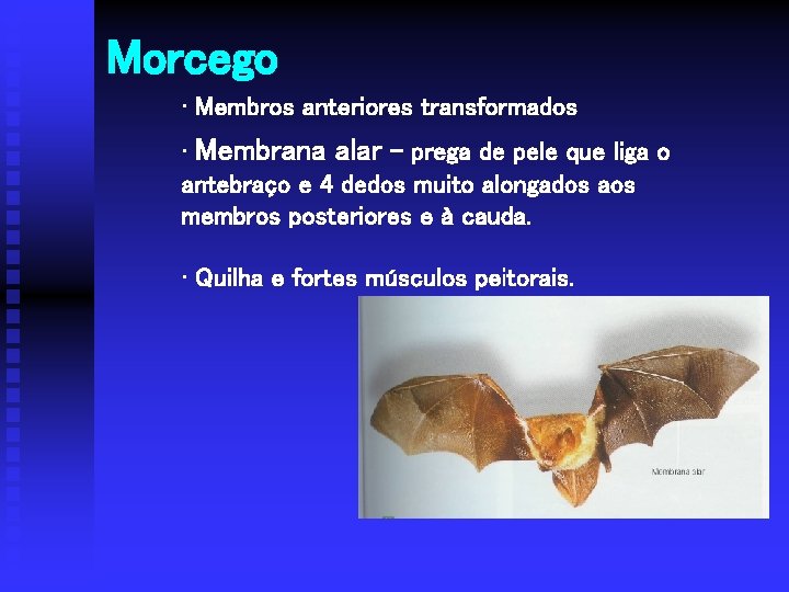 Morcego • Membros anteriores transformados • Membrana alar – prega de pele que liga