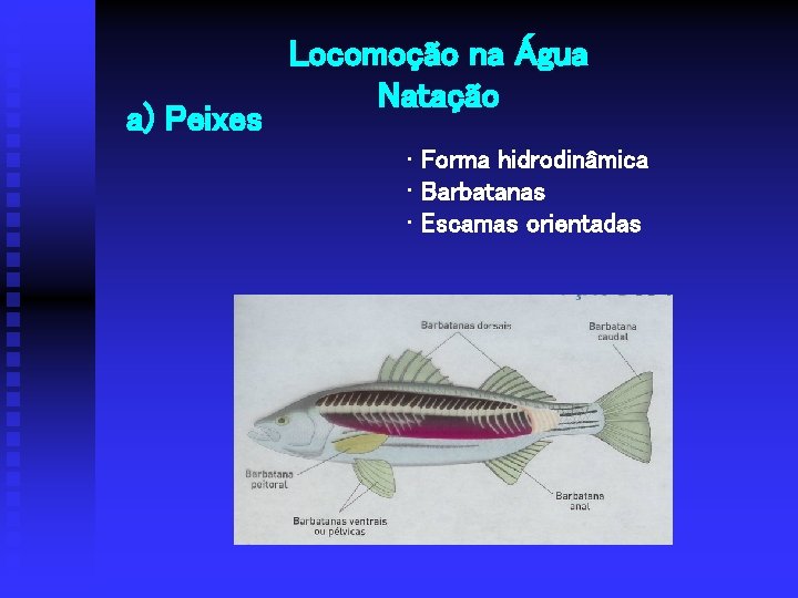 a) Peixes Locomoção na Água Natação • Forma hidrodinâmica • Barbatanas • Escamas orientadas