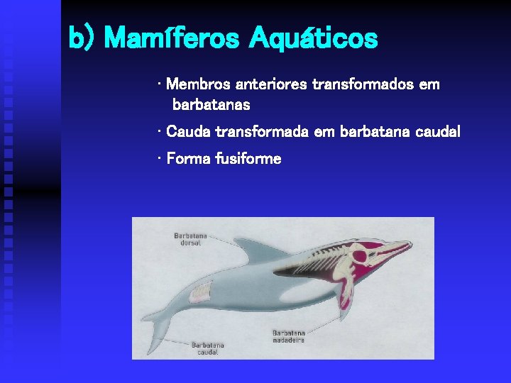 b) Mamíferos Aquáticos • Membros anteriores transformados em barbatanas • Cauda transformada em barbatana