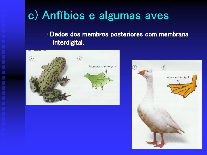 c) Anfíbios e algumas aves • Dedos membros posteriores com membrana interdigital. 