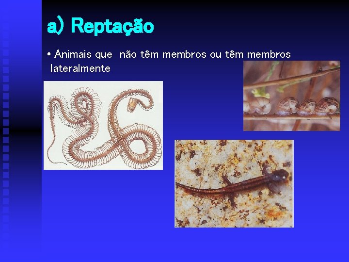 a) Reptação • Animais que não têm membros ou têm membros lateralmente 