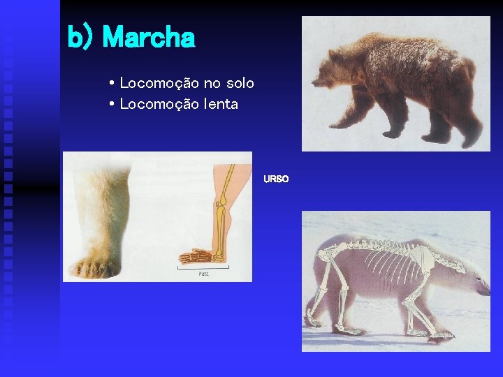 b) Marcha • Locomoção no solo • Locomoção lenta URSO 