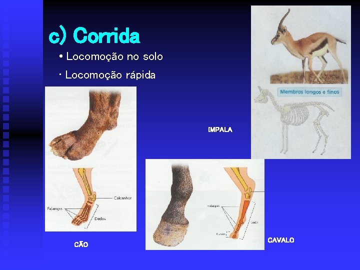 c) Corrida • Locomoção no solo • Locomoção rápida IMPALA CÃO CAVALO 