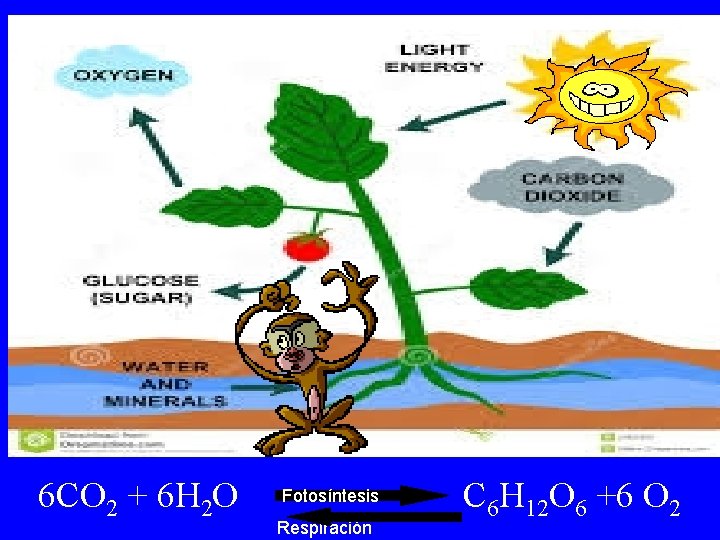 6 CO 2 + 6 H 2 O Fotosíntesis Respiración C 6 H 12