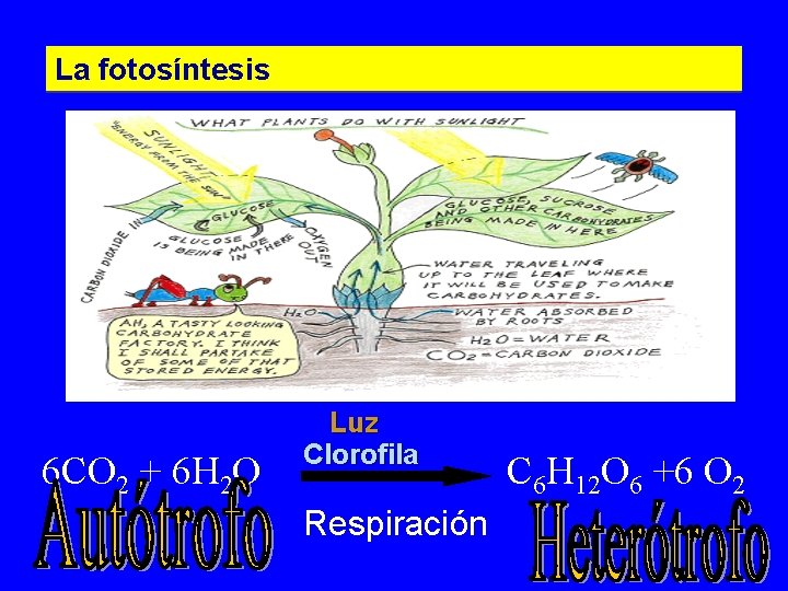 La fotosíntesis 6 CO 2 + 6 H 2 O Luz Clorofila C 6