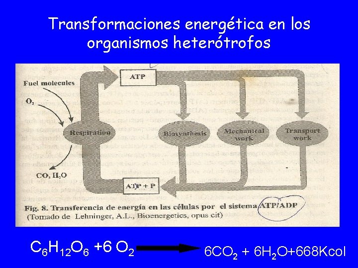 Transformaciones energética en los organismos heterótrofos C 6 H 12 O 6 +6 O