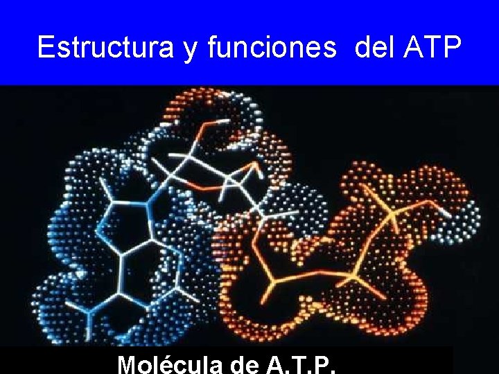 Estructura y funciones del ATP Molécula de A. T. P. 