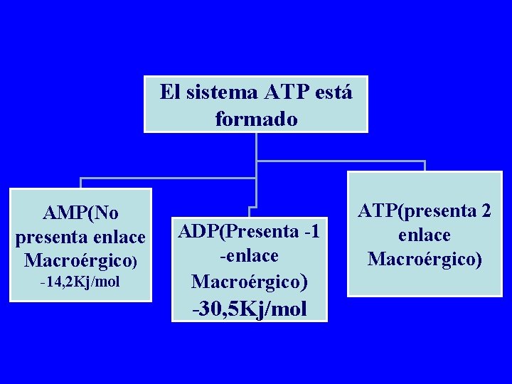 El sistema ATP está formado AMP(No presenta enlace Macroérgico) -14, 2 Kj/mol ADP(Presenta -1