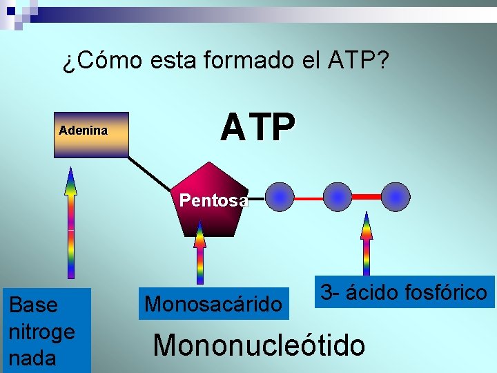 ¿Cómo esta formado el ATP? Adenina ATP Pentosa Base nitroge nada Monosacárido 3 -