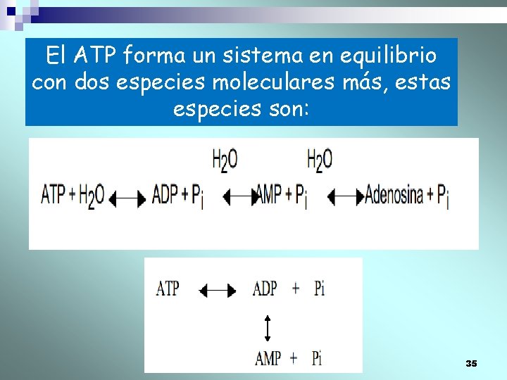 El ATP forma un sistema en equilibrio con dos especies moleculares más, estas especies