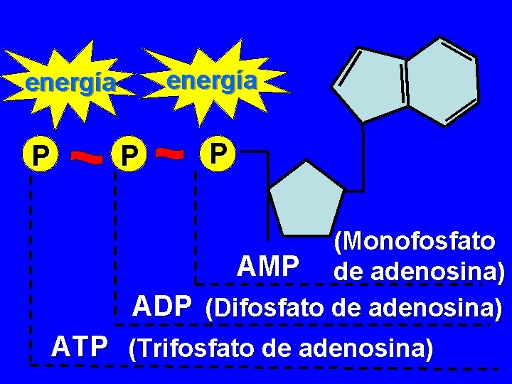 energía P P P (Monofosfato AMP de adenosina) ADP (Difosfato de adenosina) ATP (Trifosfato