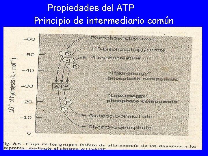 Propiedades del ATP Principio de intermediario común 