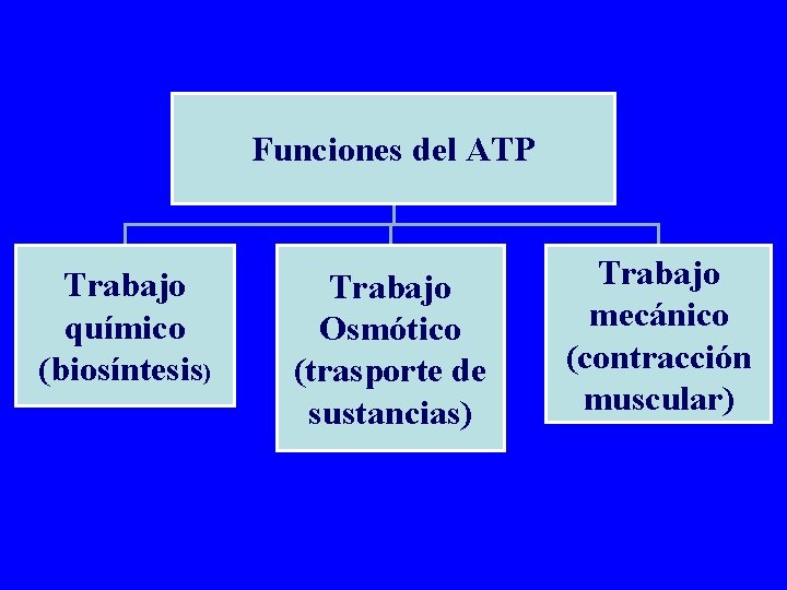 Funciones del ATP Trabajo químico (biosíntesis) Trabajo Osmótico (trasporte de sustancias) Trabajo mecánico (contracción