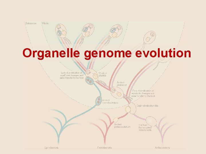 Organelle genome evolution 