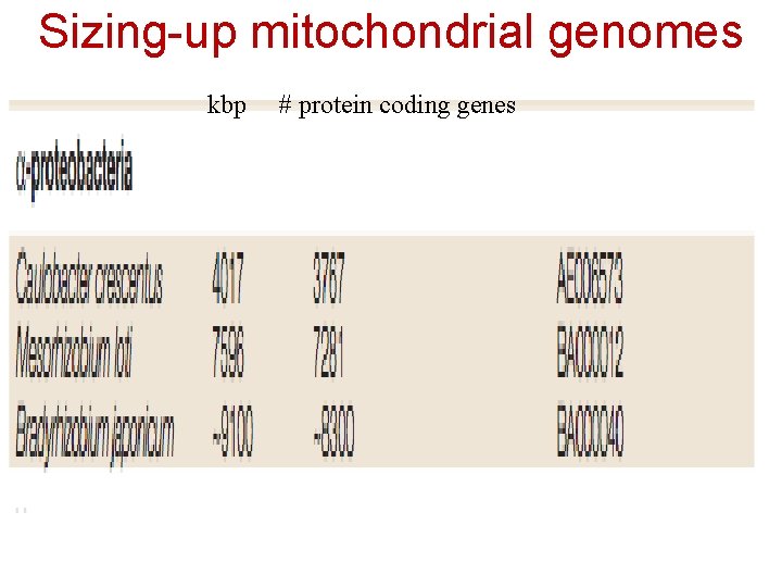Sizing-up mitochondrial genomes kbp # protein coding genes 