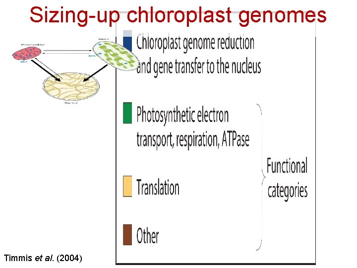 Sizing-up chloroplast genomes Timmis et al. (2004) 