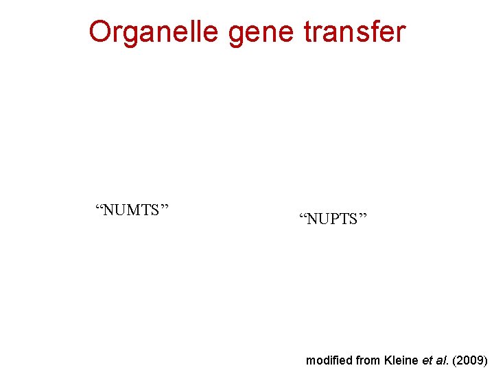 Organelle gene transfer “NUMTS” “NUPTS” modified from Kleine et al. (2009) 