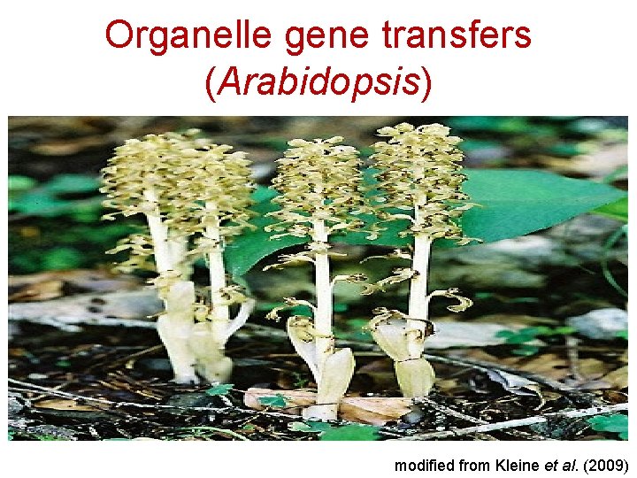 Organelle gene transfers (Arabidopsis) modified from Kleine et al. (2009) 
