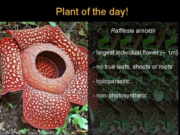 Plant of the day! Rafflesia arnoldii -- largest individual flower (~ 1 m) --