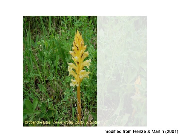 modified from Henze & Martin (2001) 