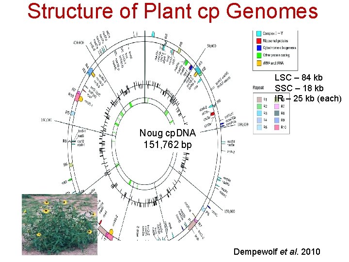 Structure of Plant cp Genomes LSC – 84 kb SSC – 18 kb IR